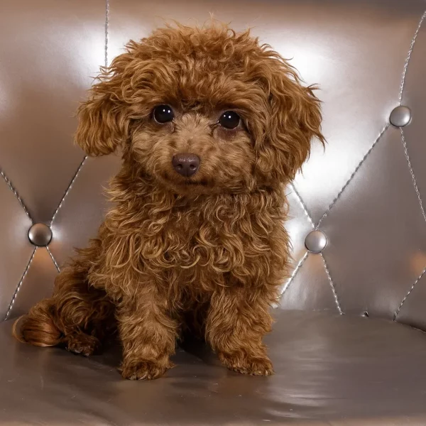 Brauner flauschiger Hundewelpe auf einem silbernen Sessel